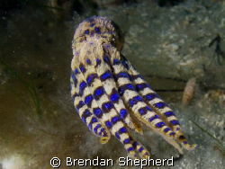 This Bluering Octopus was in no mood to play and as I was... by Brendan Shepherd 
